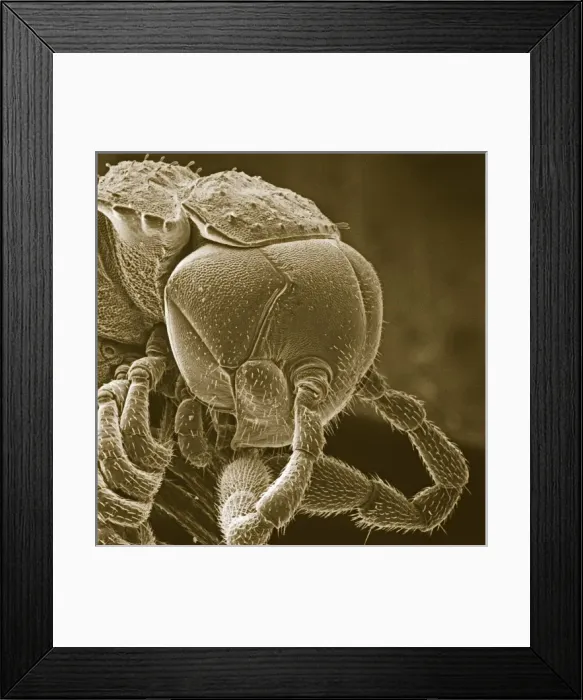Framed Print : Diplopoda sp. plate millipede Framed Print : Diplopoda sp. plate millipede