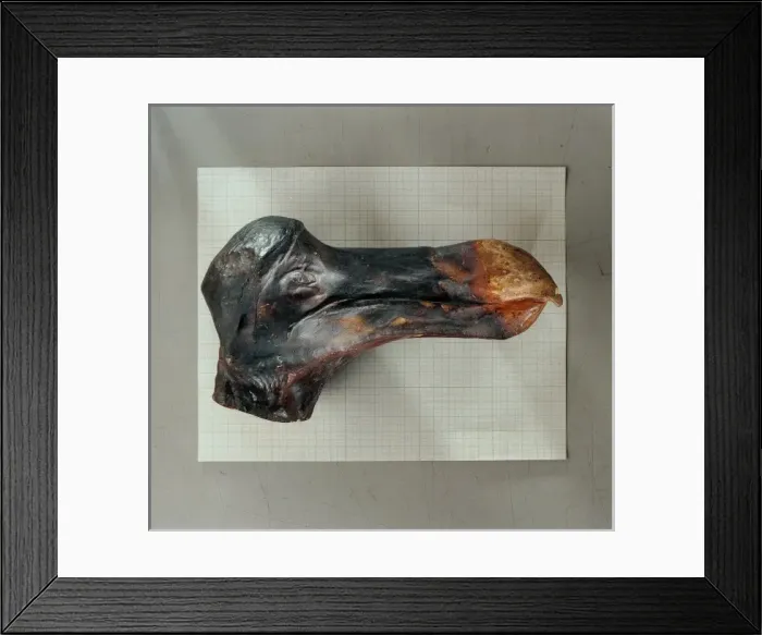 Framed Print : Raphus cucullatus, dodo Framed Print : Raphus cucullatus, dodo