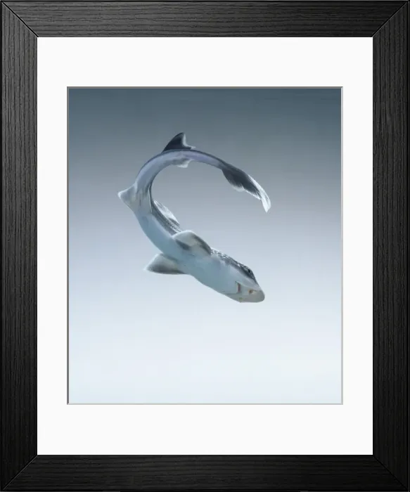 Framed Print : Mustelus canis, smooth dogfish Framed Print : Mustelus canis, smooth dogfish
