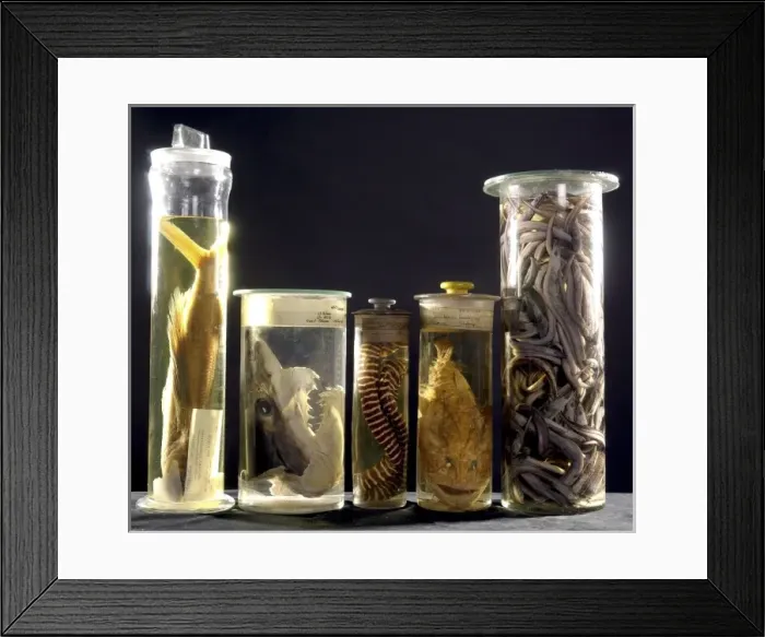 Framed Print : Marine specimens Framed Print : Marine specimens