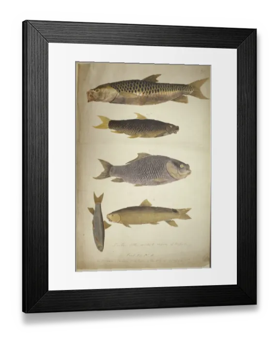 Framed Print : Plate 16 from Brian Hodgsons watercolour collection Framed Print : Plate 16 from Brian Hodgsons watercolour collection