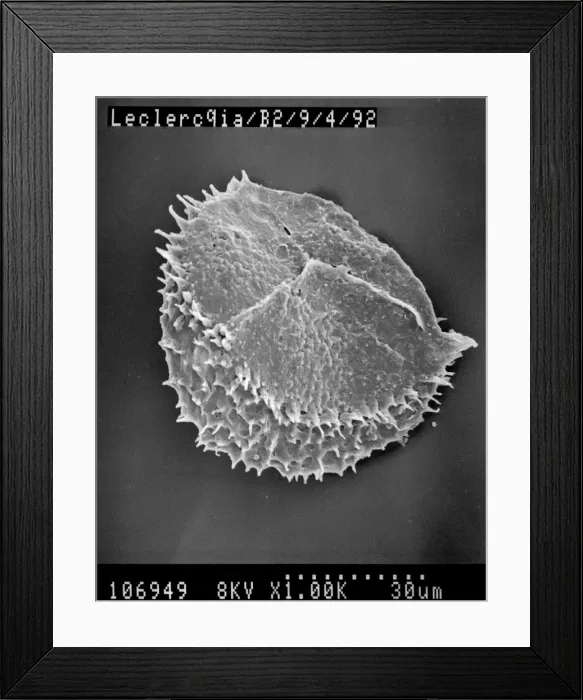 Framed Print : Lycopod Framed Print : Lycopod