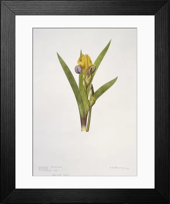 Framed Print : Iris variegata, variegated iris Framed Print : Iris variegata, variegated iris