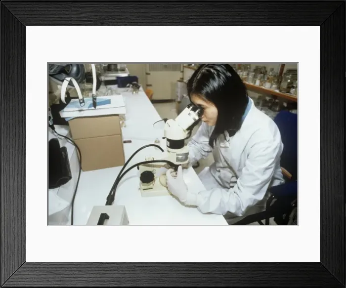 Framed Print : Volunteer working at the Natural History Museum, London Framed Print : Volunteer working at the Natural History Museum, London