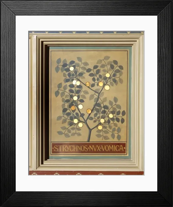 Framed Print : Strychnos nux vomica, strychnine tree Framed Print : Strychnos nux vomica, strychnine tree