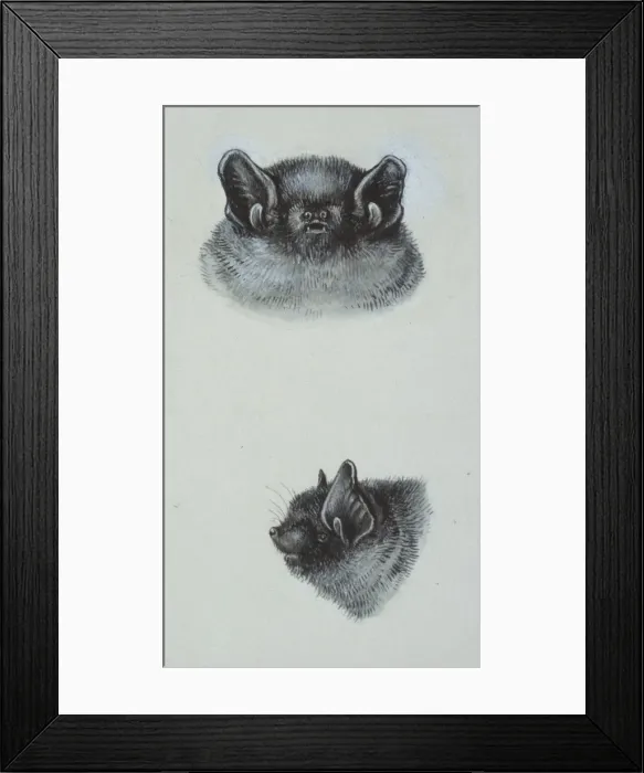 Framed Print : Pipistrellus pipistrellus, common pipistrelle Framed Print : Pipistrellus pipistrellus, common pipistrelle