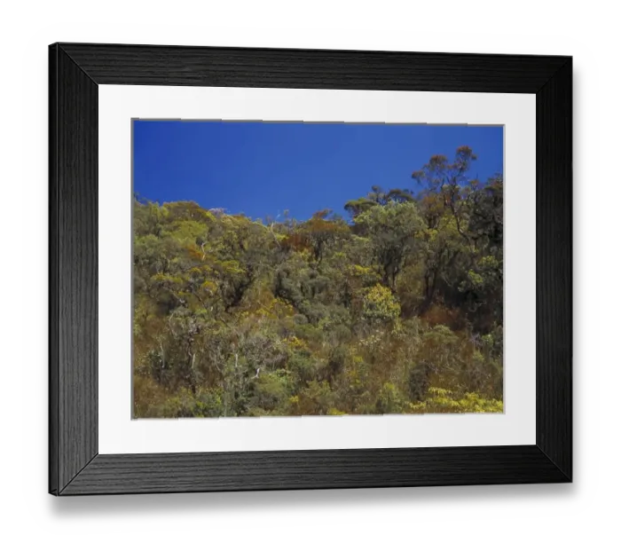 Framed Print : Upper montane rainforest, Sri Lanka Framed Print : Upper montane rainforest, Sri Lanka
