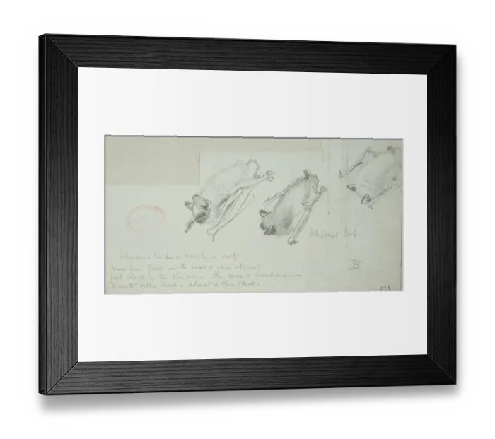 Framed Print : Myotis mystacinus, whiskered bat Framed Print : Myotis mystacinus, whiskered bat