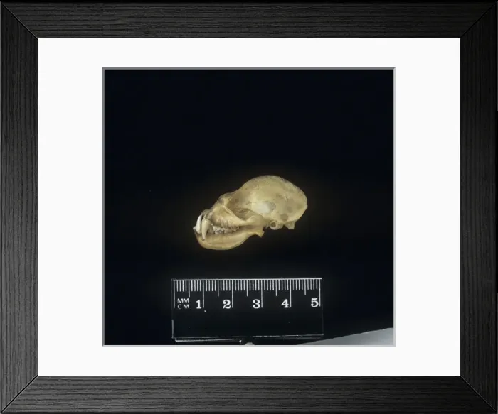 Framed Print : Microchiroptera (suborder), microbat Framed Print : Microchiroptera (suborder), microbat