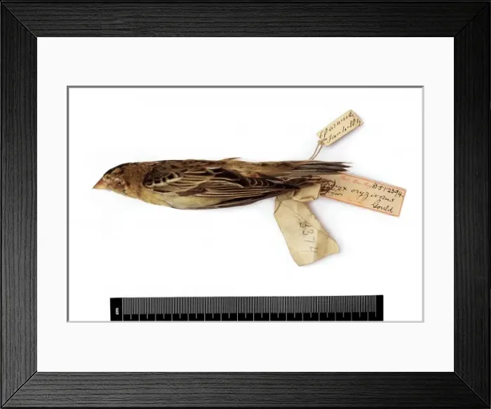 Framed Print : Dolichonyx oryzivorus, bobolink Framed Print : Dolichonyx oryzivorus, bobolink