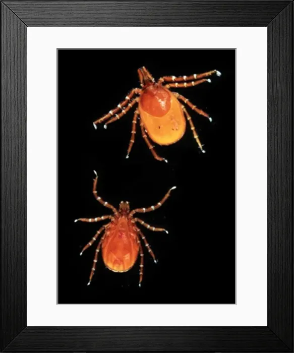 Framed Print : Ixodes ricinus, sheep tick Framed Print : Ixodes ricinus, sheep tick