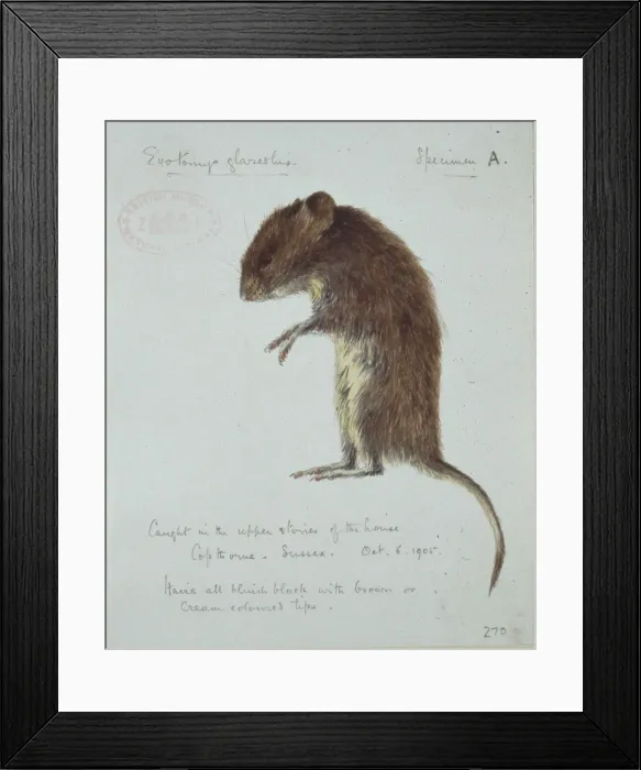 Framed Print : Clethrionomys glareolus, bank vole Framed Print : Clethrionomys glareolus, bank vole