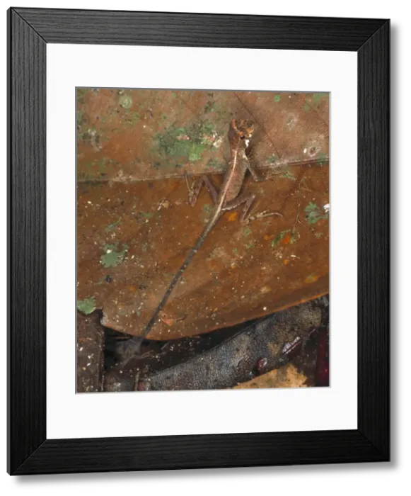 Framed Print : Ortocryptis weigmani, lizard Framed Print : Ortocryptis weigmani, lizard