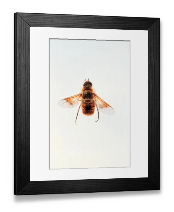Framed Print : Two birds on title page, waiting for crumbs Framed Print : Two birds on title page, waiting for crumbs