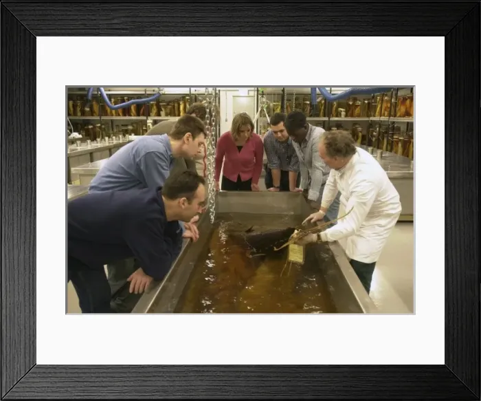 Framed Print : Visitors in the Tank Room in the Darwin Centre Framed Print : Visitors in the Tank Room in the Darwin Centre