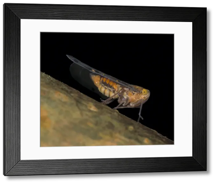 Framed Print : Auchenorrhynchan bug, true bug Framed Print : Auchenorrhynchan bug, true bug