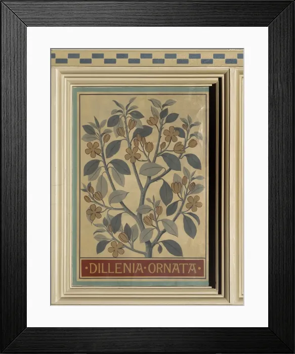 Framed Print : Dillenia ornata, camellia Framed Print : Dillenia ornata, camellia