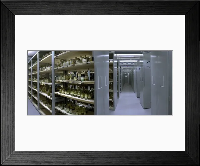 Framed Print : Darwin Centre storage room for specimens in spirit Framed Print : Darwin Centre storage room for specimens in spirit