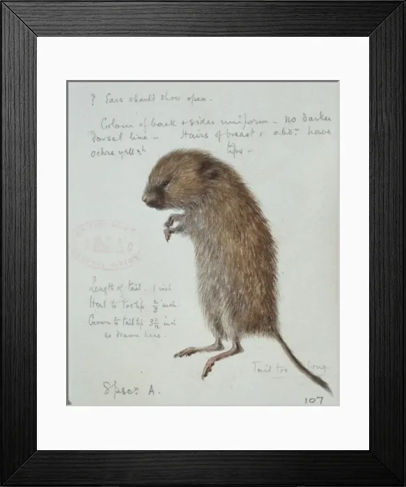 Framed Print : Microtus agrestis, field vole Framed Print : Microtus agrestis, field vole