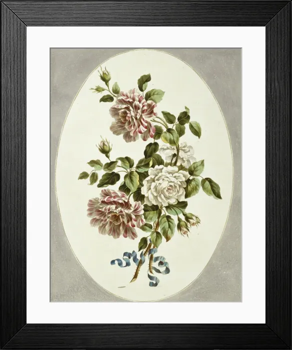 Framed Print : Rosa sp. white and striped roses