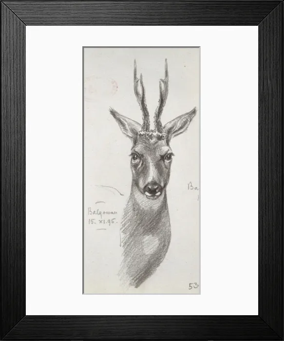 Framed Print : Cervidae (family), deer Framed Print : Cervidae (family), deer