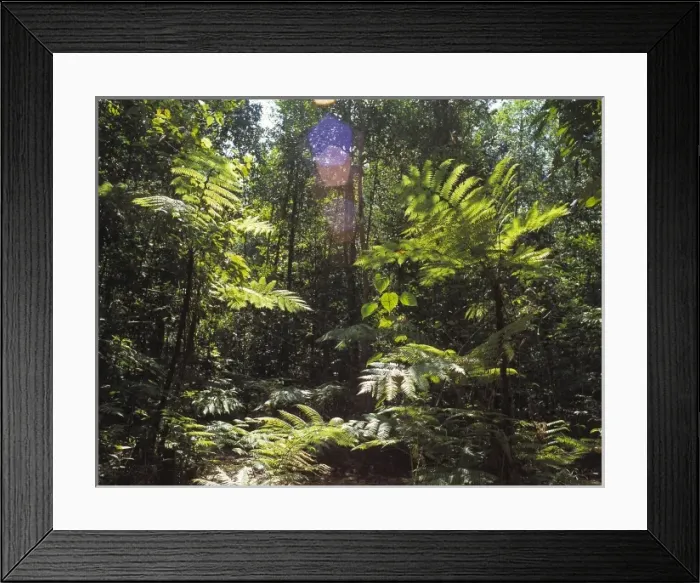 Framed Print : Gilimale Forest Reserve, Sri Lanka Framed Print : Gilimale Forest Reserve, Sri Lanka