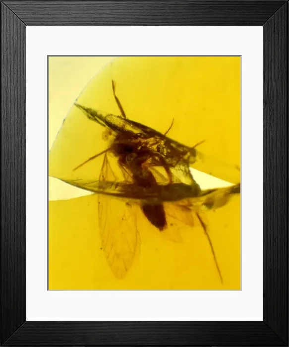 Framed Print : Sabatinca perveta, moth Framed Print : Sabatinca perveta, moth