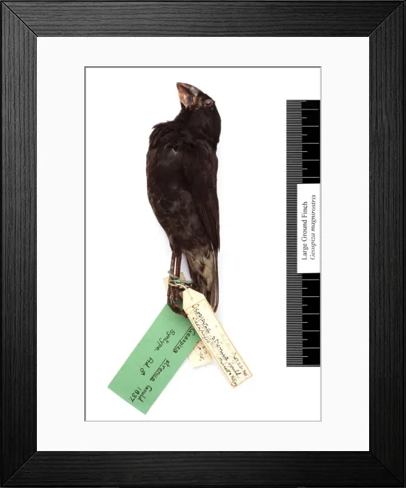 Framed Print : Geospiza magnirostris, large ground finch Framed Print : Geospiza magnirostris, large ground finch
