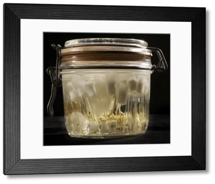 Framed Print : Juvenile fish specimens Framed Print : Juvenile fish specimens