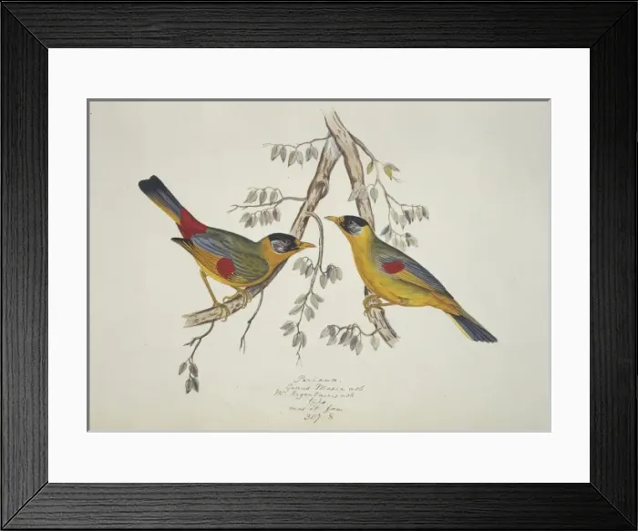 Framed Print : Leiothrix argentauris, silver-eared mesia Framed Print : Leiothrix argentauris, silver-eared mesia