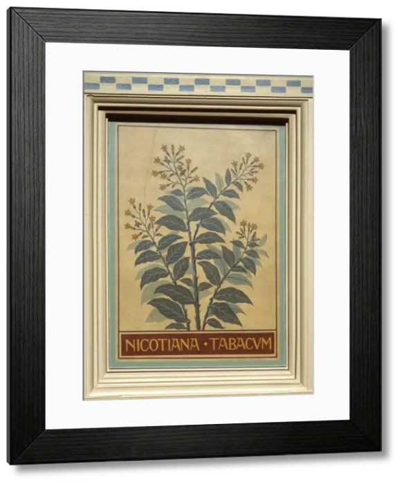 Framed Print : Nicotiana tabacum, tobacco Framed Print : Nicotiana tabacum, tobacco
