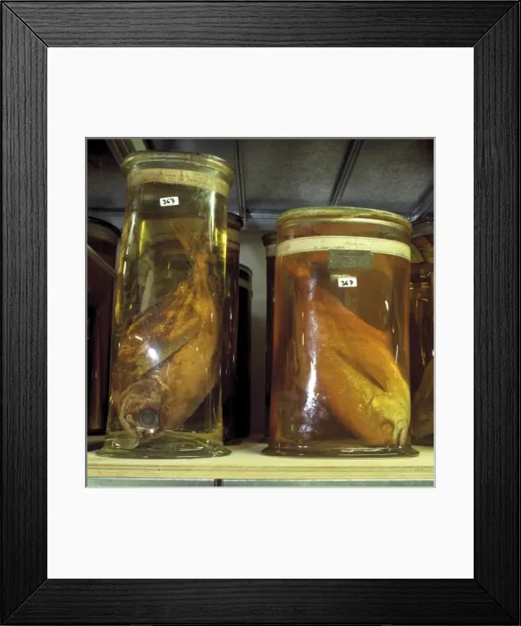 Framed Print : Fish specimens Framed Print : Fish specimens