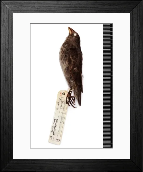 Framed Print : Geospiza fuliginosa, small ground finch Framed Print : Geospiza fuliginosa, small ground finch