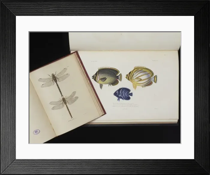 Framed Print : Dragonflies and Fish Framed Print : Dragonflies and Fish