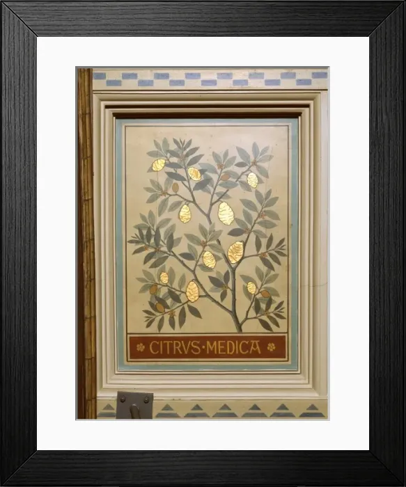 Framed Print : Citrus medica, citron Framed Print : Citrus medica, citron