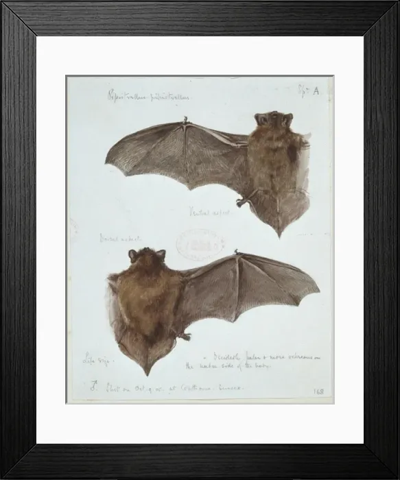 Framed Print : Pipistrellus pipistrellus, common pipistrelle Framed Print : Pipistrellus pipistrellus, common pipistrelle