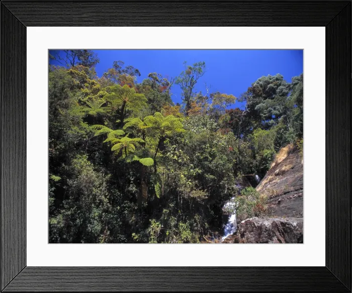 Framed Print : Montane rainforest, Sri Lanka Framed Print : Montane rainforest, Sri Lanka