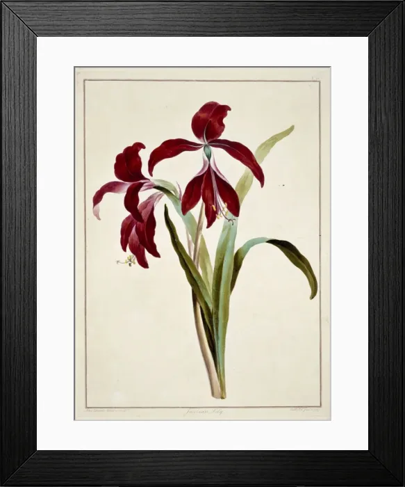 Framed Print : Sprekelia formosissima, jacobean lily Framed Print : Sprekelia formosissima, jacobean lily