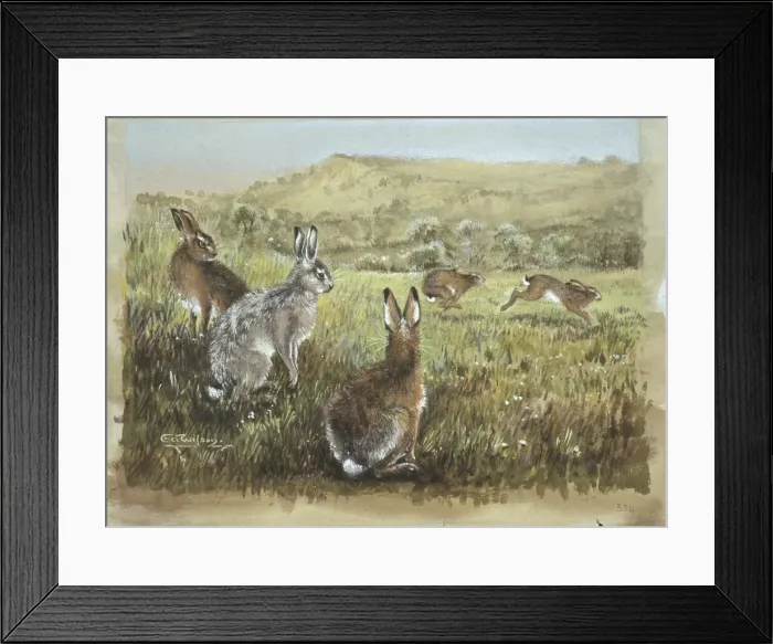 Framed Print : Lepus europaeus, European brown hare Framed Print : Lepus europaeus, European brown hare