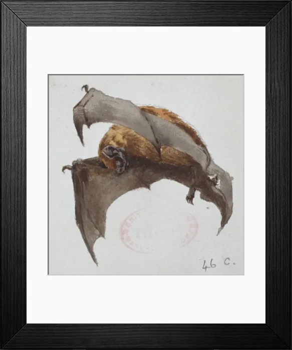 Framed Print : Nyctalus noctula, common noctule Framed Print : Nyctalus noctula, common noctule