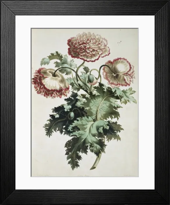 Framed Print : Papaver orientale, Eastern poppy Framed Print : Papaver orientale, Eastern poppy
