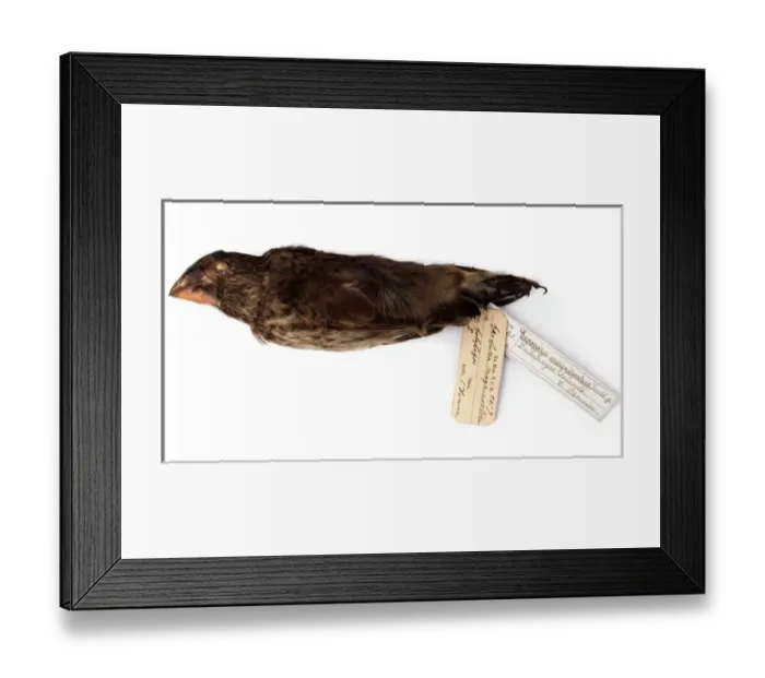 Framed Print : Geospiza magnirostris, large ground finch Framed Print : Geospiza magnirostris, large ground finch