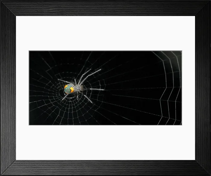 Framed Print : Nephilengys malabarensis, orb-web spider