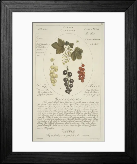 Framed Print : Ribes sativum, common currant Framed Print : Ribes sativum, common currant