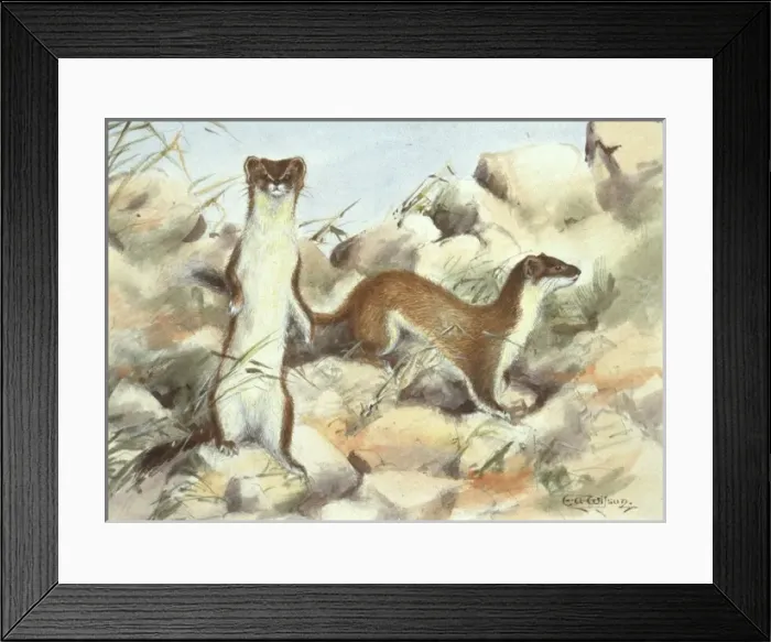 Framed Print : Mustela erminea, ermine Framed Print : Mustela erminea, ermine
