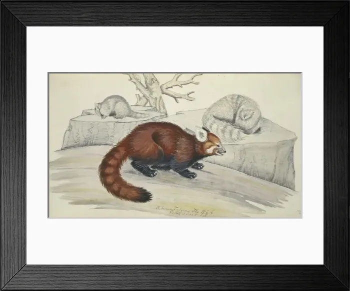 Framed Print : Ailurus fulgens, red panda Framed Print : Ailurus fulgens, red panda