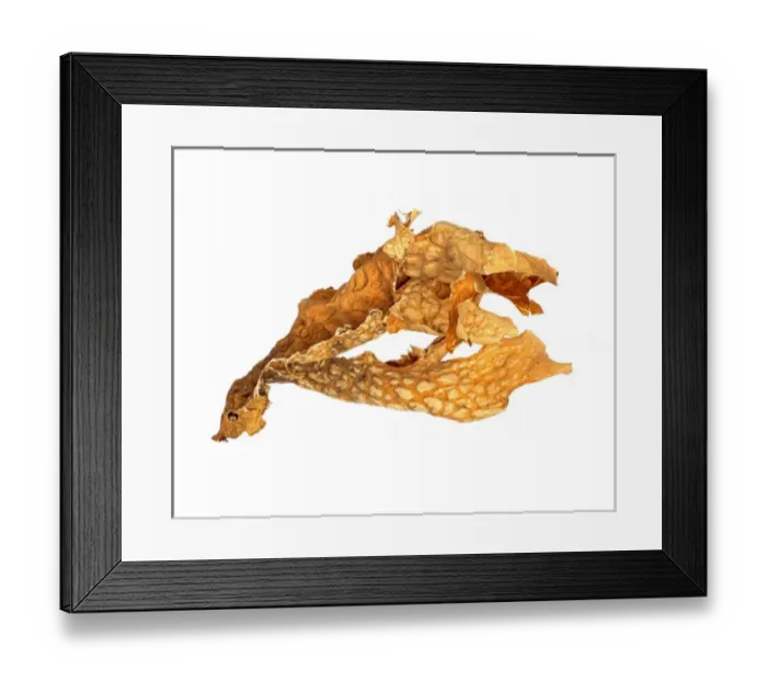 Framed Print : Lobaria pulmonaria, lichen Framed Print : Lobaria pulmonaria, lichen