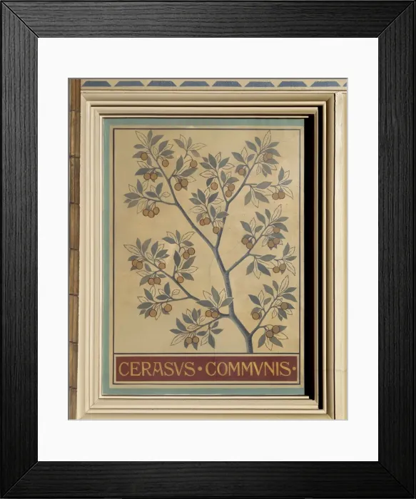Framed Print : Cerasus communis, sour cherry Framed Print : Cerasus communis, sour cherry
