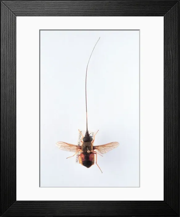 Framed Print : Philoliche longirostris, horse fly Framed Print : Philoliche longirostris, horse fly