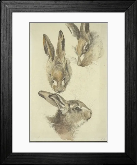 Framed Print : Lepus europaeus, European brown hare Framed Print : Lepus europaeus, European brown hare